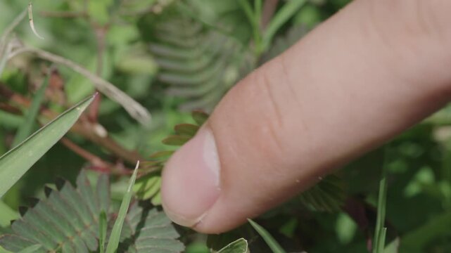 Finger touches mimosa pudica and the leaves fold