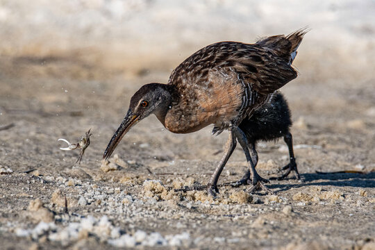 Clapper Rail and fiddler crab