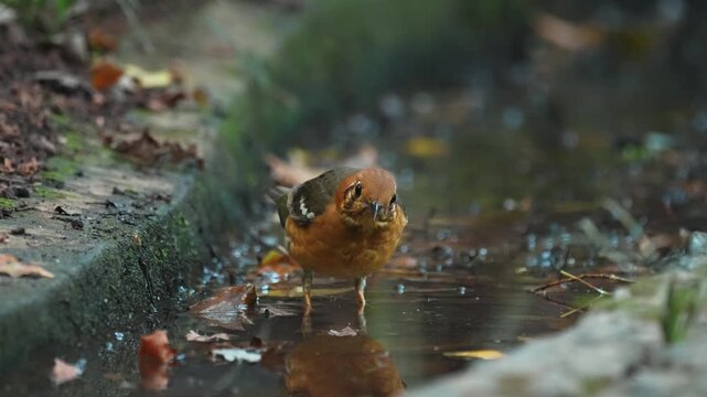 Orange Headed Thrush Bathing and Looking Around in Shallow Water