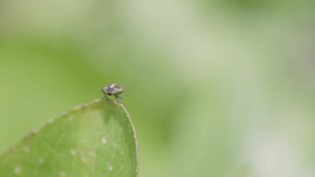 Tiny insect on the tip of a green leaf with copy space