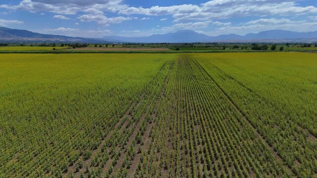 Sunflower Fields and Rural Farmland Landscape