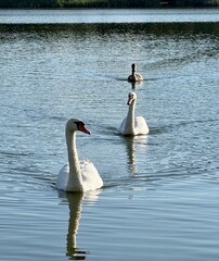 Graceful  swans in a row on smooth water surface. © SofiiaVD