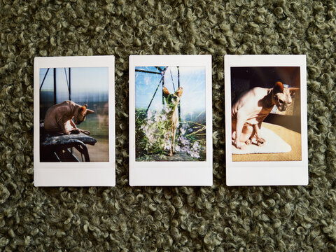 Three polaroid photos of cats on green carpet in sunny room