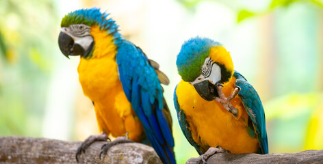 Two blue and yellow macaws. The multi-colored parrot sits on a perch. The background is blurred with tree foliage, highlighting the birds' vibrant colors. © Vera