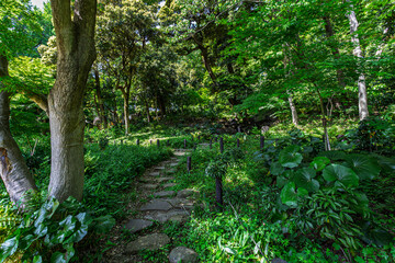 Fototapeta premium Quiet stone path winding through the green forest at Higo Hosokawa Garden May 2024
