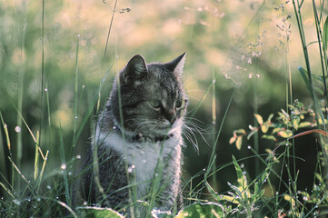 A wild forest cat sits in the grass in a natural setting on a summer morning. © Ruslan Sikunov