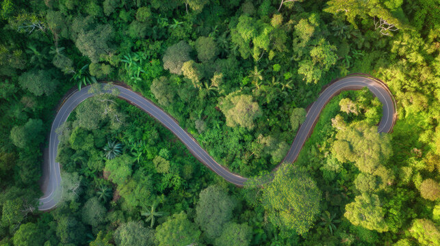 Aerial view of a winding road cutting through dense tropical rainforest, surrounded by lush green tree canopy and soft morning sunlight.