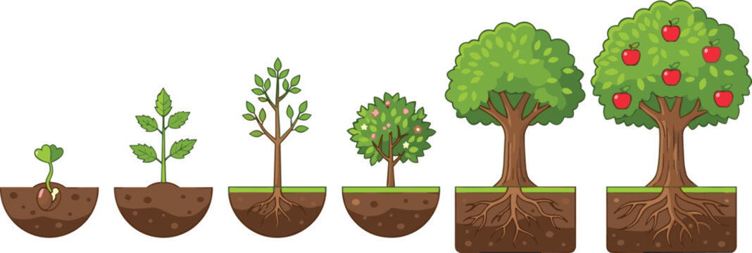 Apple Tree Growth Stages Collection Showing Seedling, Young Plants, Mature Trees, Roots, Soil Layers, and Fruit Development