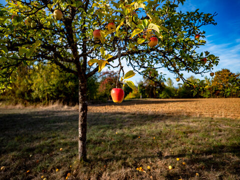 Reife &Auml;pfel an einem Apfelbaum