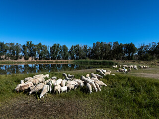 Flock of sheep grazing on green pasture near water under blue sky © zhu difeng