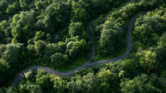Aerial view of a winding road cutting through dense tropical rainforest, surrounded by lush green tree canopy and soft morning sunlight.