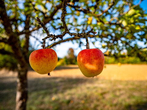 Reife &Auml;pfel an einem Apfelbaum