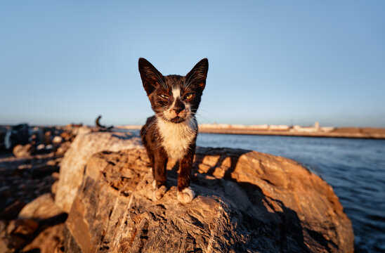 Young cat perches confidently on rocky coastline with the sea in the background, enjoying the warm sunshine. The natural setting creates a picturesque moment of wildlife beauty near the water.