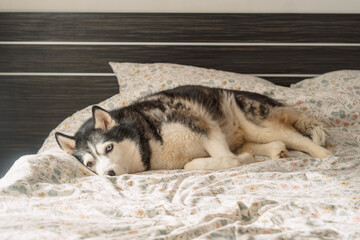 Husky lies stretched on wide bed with paws forward and eyes open, sleeping where owner sleeps at night, mood every dog owner knows. Wide shot. Concept of sleeping husky on owner bed © iwavephoto