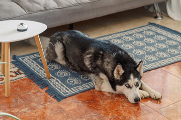 Siberian husky stretches full length on rug of bright living room, resting where nobody will disturb, moment without any command. Wide shot. Concept of resting on cool floor of apartment © iwavephoto