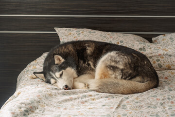 Siberian husky sleeps curled in circle on floral bedding at home, sleeping deeply in middle of quiet day, comfort of living with dog. Wide shot. Concept of sleeping husky on owner bed © iwavephoto