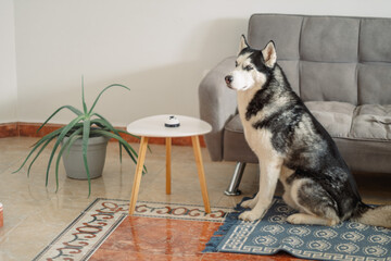 Siberian husky sits on rug near green plant in sunlit living room, sitting and waiting for single word, moment without any command. Wide shot. Concept of sitting husky watching whole room © iwavephoto