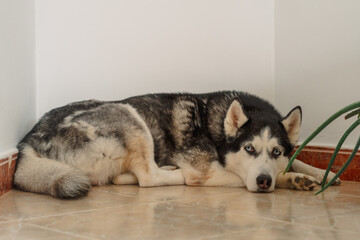 Husky lies on cool tiles near wall and green plant in apartment, resting on coolest place in apartment, scene for pet brand. Wide shot. Concept of resting on cool floor of apartment © iwavephoto