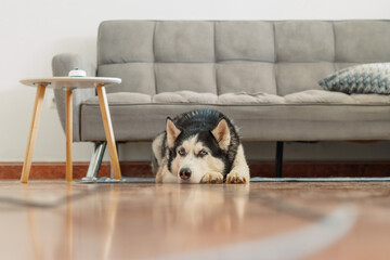 Husky lies with muzzle on floor under sofa of quiet living room, resting after long morning walk, quiet hour of home animal. Wide shot. Concept of resting on cool floor of apartment © iwavephoto