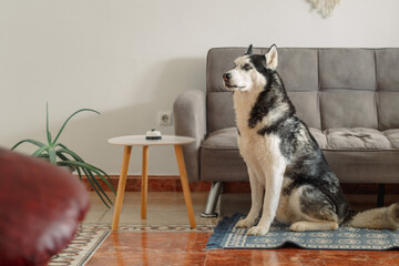 Husky sits upright with alert ears in bright warm living room, sitting with perfectly straight northern posture, frame for pet food campaign. Wide shot. Concept of sitting husky watching whole room © iwavephoto