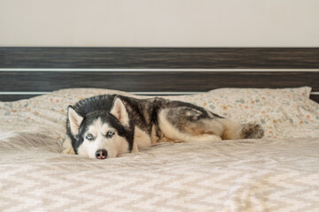 Husky lies on grey bedding with muzzle forward looking into camera, lying exactly where people usually sleep, comfort of living with dog. Wide shot. Concept of calm lying portrait of adult husky © iwavephoto