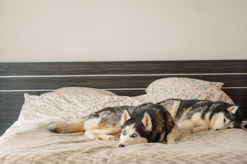 Two husky dogs lie close to each other on floral bedding at home, friendship that needs no words at all, frame for pet food campaign. Wide shot. Concept of friendship of two dogs sharing bed © iwavephoto
