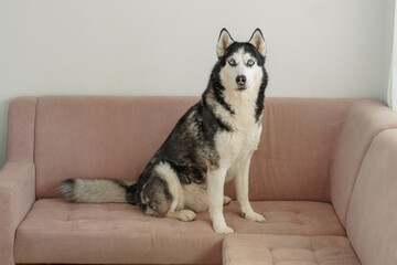Husky sits on pink sofa turning ears at sound from another room, portrait made in ordinary living room, quiet hour of home animal. Wide shot. Concept of portrait of husky on pink sofa © iwavephoto
