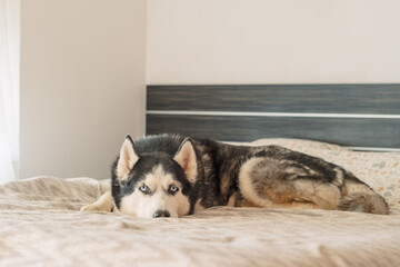 Closer frame of husky lying on bed near light bedroom wall, lying without moving for long minutes, moment without any command. Wide shot. Concept of calm lying portrait of adult husky © iwavephoto