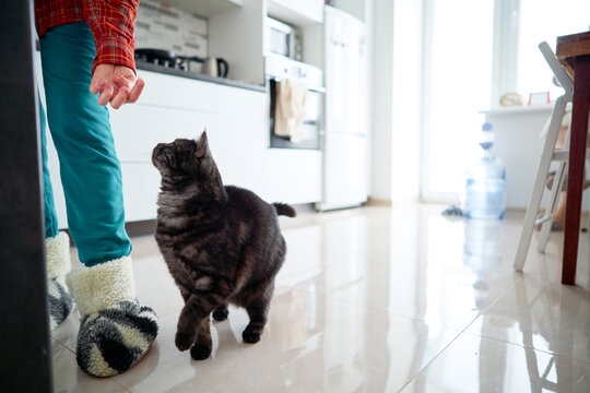 A cat interacts with a human in a modern kitchen with cozy vibes.  Woman feeding a cat with a treat.