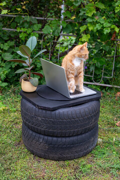 Ginger Cat on Laptop at Outdoor Tire Table