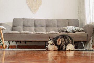 Siberian husky lies in shade under sofa with muzzle on cool floor tiles, hiding in narrowest shaded corner, moment without any command. Wide shot. Concept of hiding under sofa on hot day © iwavephoto