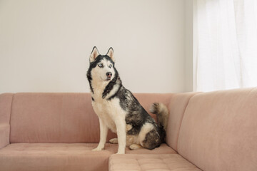Husky sits on pink sofa near bright window with white curtain, portrait without studio and without pose, comfort of living with dog. Wide shot. Concept of portrait of husky on pink sofa © iwavephoto