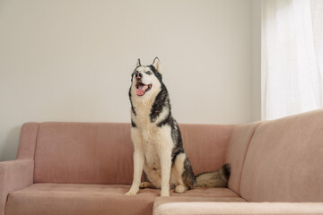 Cheerful husky sits on pink sofa in warm light of living room, portrait made in ordinary living room, mood every dog owner knows. Wide shot. Concept of portrait of husky on pink sofa © iwavephoto