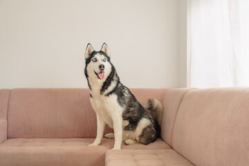 Happy husky sits with open mouth and tongue out on pink sofa, portrait showing character of northern breed, scene for pet brand. Wide shot. Concept of portrait of husky on pink sofa © iwavephoto
