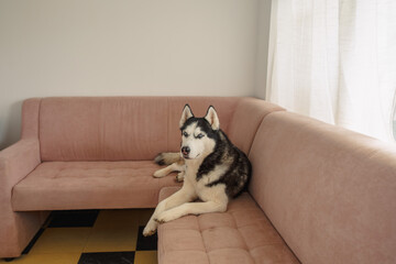Husky dozes curled in corner of pink sofa near bright window, dozing while whole house gets quiet, quiet hour of home animal. Wide shot. Concept of dozing evening hour on soft couch © iwavephoto