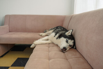 Husky lies stretched along backrest of pink sofa at quiet evening, dozing in favourite corner of couch, scene for pet brand. Wide shot. Concept of dozing evening hour on soft couch © iwavephoto