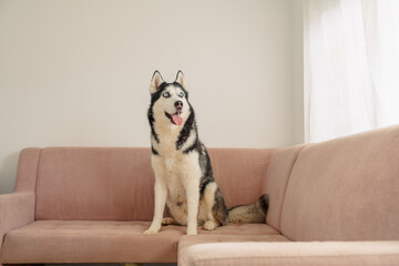 Closer frame of husky sitting on pink sofa showing white chest fur, portrait without studio and without pose, moment without any command. Wide shot. Concept of portrait of husky on pink sofa © iwavephoto