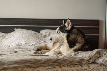 Husky lies beside folded blanket on bed in soft morning daylight, daylight filling whole quiet bedroom, mood every dog owner knows. Wide shot. Concept of quiet daylight hour in bedroom © iwavephoto