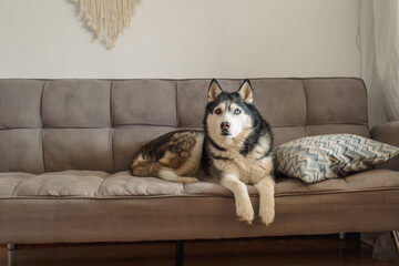 Husky lies between soft cushions on wide grey sofa at daylight, comfort nobody argues about any more, mood every dog owner knows. Wide shot. Concept of comfort of sofa chosen by dog © iwavephoto