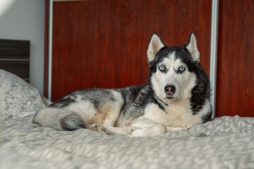 Husky lies on bed with wooden wardrobe behind in bright bedroom, daylight of ordinary weekday morning, moment without any command. Wide shot. Concept of quiet daylight hour in bedroom © iwavephoto