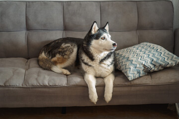 Husky raises head lying on grey sofa with full attention forward, comfort chosen over any dog bed, honest look at life with pet. Wide shot. Concept of comfort of sofa chosen by dog © iwavephoto