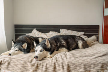 Two husky dogs sleep together on bed in warm morning sunlight, friendship warmer than any blanket, honest look at life with pet. Wide shot. Concept of friendship of two dogs sharing bed © iwavephoto