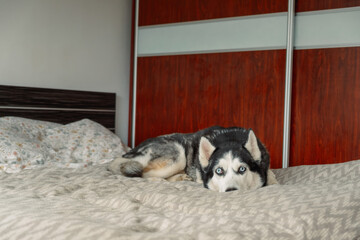 Sleepy husky with blue eyes rests muzzle on bedding looking forward, sleepy mood filling whole quiet room, comfort of living with dog. Close-up shot. Concept of sleepy husky before afternoon nap © iwavephoto