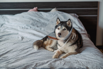 Dog in protective collar turns head aside lying tired on bed, recovery that nobody can speed up, reality of pet recovery. Wide shot. Concept of recovery week after veterinary surgery © iwavephoto