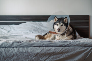 Husky in plastic cone rests alone on wide bed of quiet bedroom, recovery spent almost fully in bed, mood for veterinary content. Wide shot. Concept of recovery week after veterinary surgery © iwavephoto