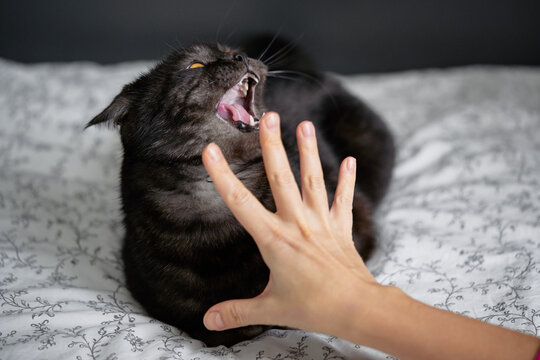 A startled black cat hisses and bares teeth while swatting at a human hand on a patterned bedspread, capturing a tense moment of defensive pet behavior and unexpected aggression in a bedroom.