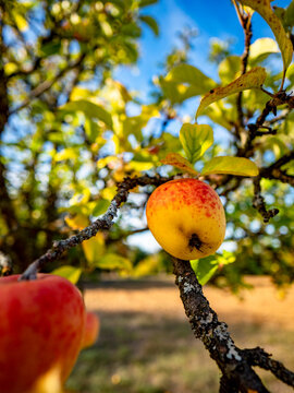 Reife &Auml;pfel an einem Apfelbaum
