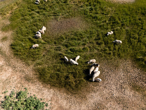 aerial view of sheep grazing on green pasture
