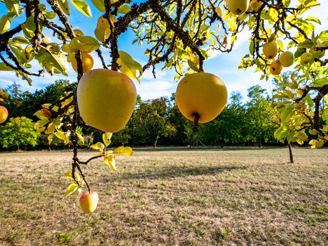 Reife &Auml;pfel an einem Apfelbaum