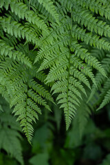 Close-Up of Fresh Green Fern Fronds with Natural Botanical Texture in a Forest © Maria